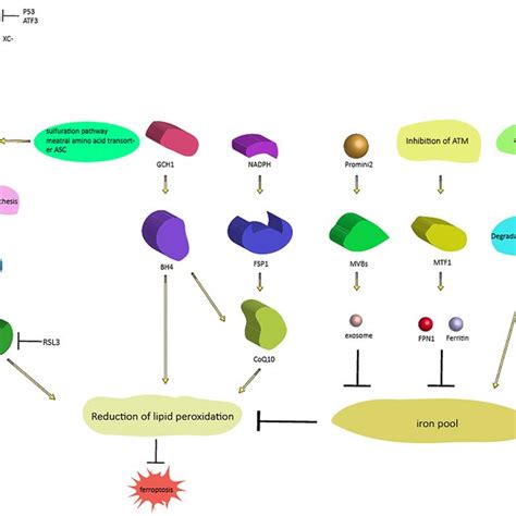 Signaling Pathways Regulating Ferroptosis There Are Two Different