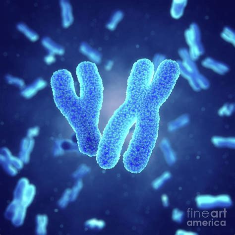 Having X And Y Chromosomes Crossword Ncejomunicipaldechinu