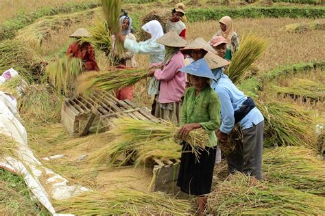 Indonesia Dikenal Sebagai Negara Agraris Kenali Ciri Cirinya Krt News