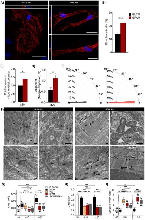 Structural And Ultrastructural Analyses Of Hipsc Cms After Culture In