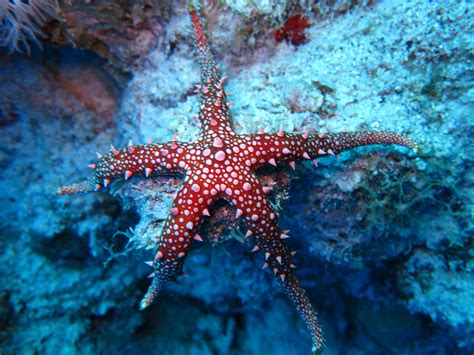 Warming Oceans May Be Causing Sea Stars to 'Drown'