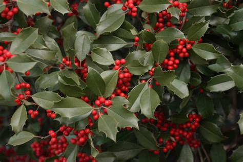 20+ Different Holly Tree Types (Full Holly Varieties List) - PlantSnap ...