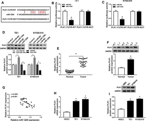 MiR 1294 Negatively Regulated PLK1 Expression In Esophageal Cancer