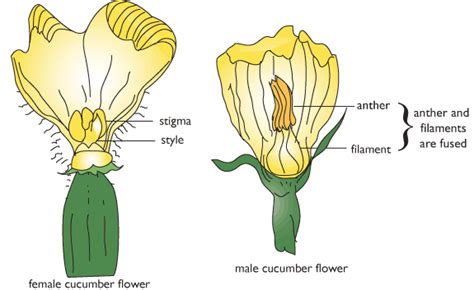 Male Vs Female Flower Diagram