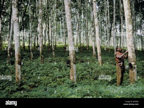 Ivory Coast Cote D Ivoire Rubber Plantation Worker Tapping Tree Stock