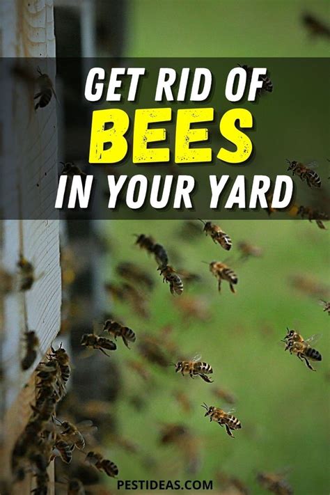 Get Rid Of Bees In Your Yard Getting Rid Of Bees Get Rid Of Bees On