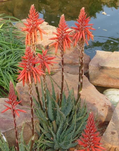 Aloe Hedgehog 2lt Cnd Nursery