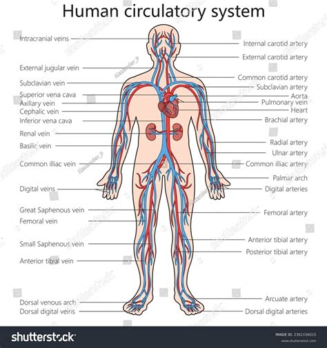 Human Circulatory Cardiovascular System Structure Diagram Stock ...