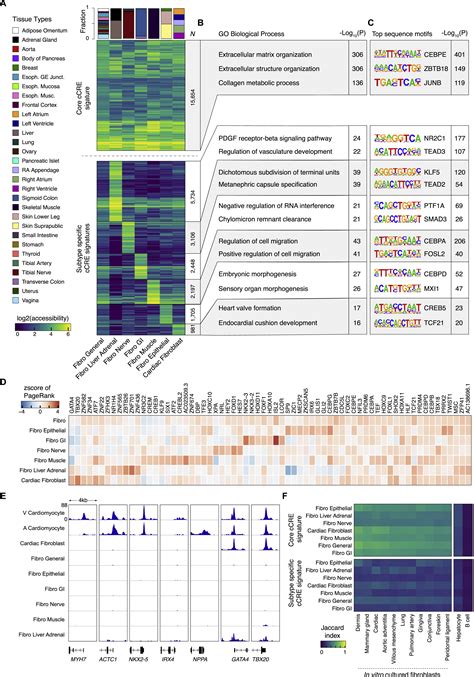 A Single Cell Atlas Of Chromatin Accessibility In The Human Genome Cell