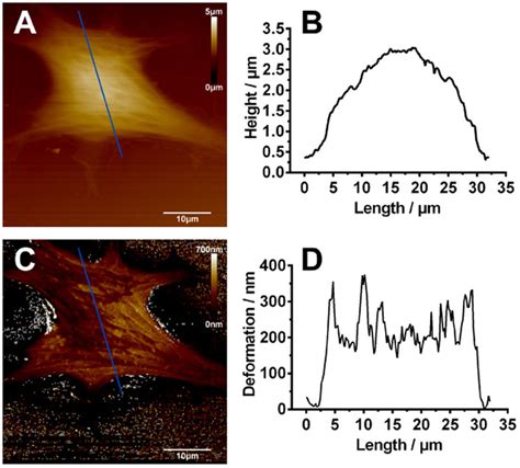 Representative Afm Images Of Normal Sh Sy Y Cells A Afm Height Image