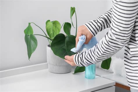 Keep Your Indoor Oasis Fresh How To Clean Houseplants Like A Pro