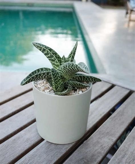 Best Aloe Varieties For Containers