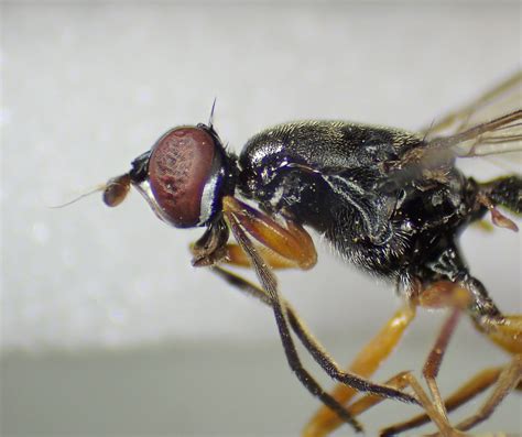 Megamerina Dolium Female Head Thorax New End Wood War Flickr