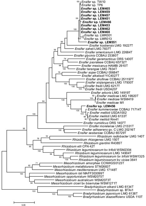 Maximum Likelihood Tree Based On Concatenated Atpd Recaglnii Partial