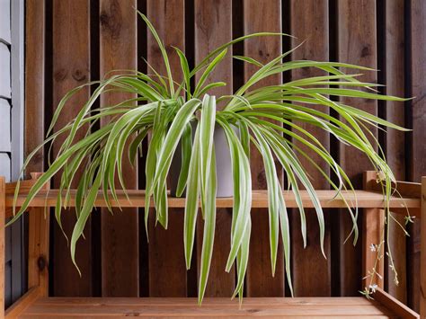 How Much Light does a Spider Plant Require? - Plants Craze