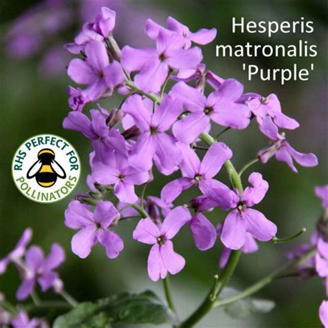 Hesperis matronalis 'Purple' Seeds | Shop - Country Garden UK