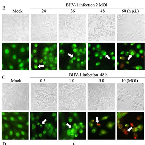 Apoptosis Induced By BHV 1 In MDBK Cells A Cell Viability Changes Of