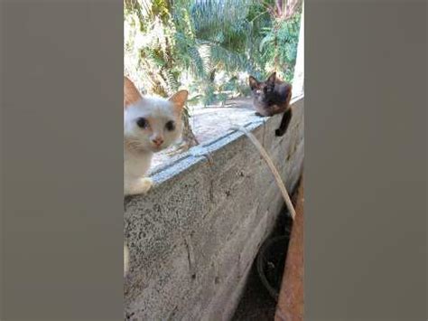 Инь & Янь. #коты #интересно #жизнь #thailand #чернобелое #случайность # ...