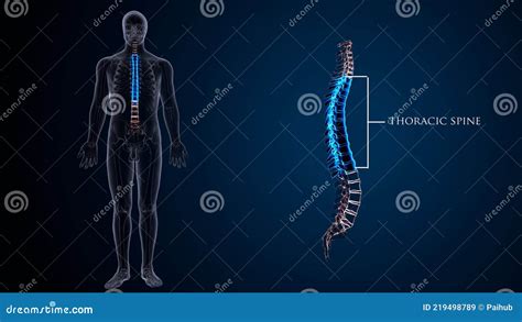 Esqueleto Humano Columna Vertebral V Rtebra Tor Cica Anatom A D