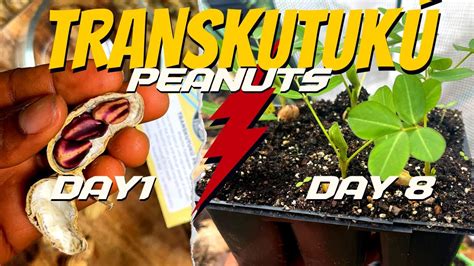 Growing TRANSKUTUKÚ PEANUTS in Zone 9a Seed Sowing Secrets Revealed