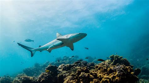 The Reef Shark: Exploring the Mysterious Species - Scuba.com