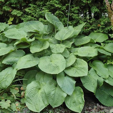 Qauzuy Garden Semillas Raras De Lirio De Pl Tano Hosta Floraci N