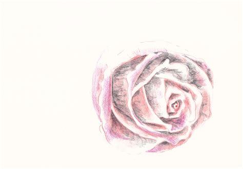 How to Draw a Rose in Colored Pencil