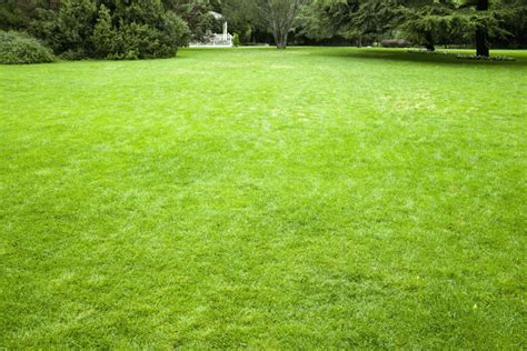 5 Tips To Follow To Have Lush Green Grass All Year | Blogs