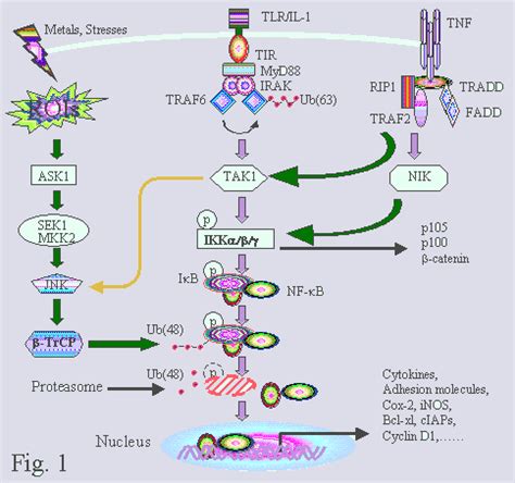 Simplified signal transduction pathways of NF-κB activation ... 