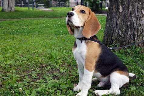 Comment Bien Choisir Et Utiliser Une Longe Avec Votre Chien De Chasse