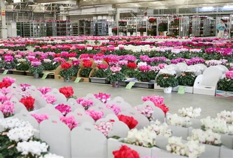 【豊明・花き市場】360度見渡す限りの花々！世界第5位の規模を誇る花き卸売市場に潜入ツアー 大ナゴヤツアーズ Dai Nagoya Tours