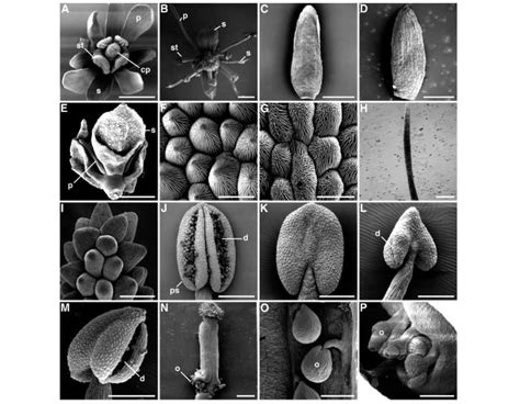 (A) Wild-type flower. (B) phb-1d/+ flower; sepal nearest inflorescence ...