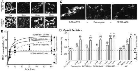 Endocytosis Of Flag Tagged MOR In HEK293 Cells By Opioid Peptide