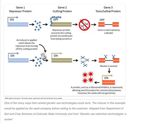 GMO patent controversy: Terminator genes, seed piracy and 'forcing' farmers to buy seeds ...