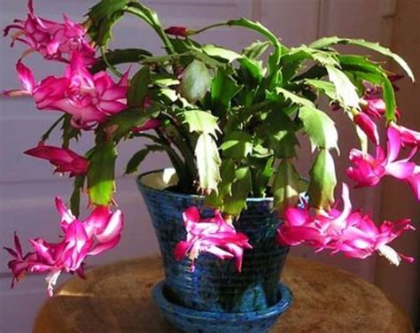 True Hot Pink Christmas Cactus Cuttings For Propagation Schlumbergera Buckleyi Rare Succulents