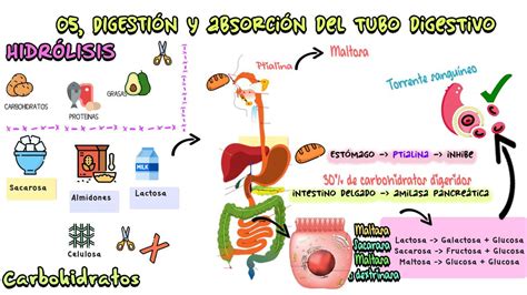 Digestión y Absorción del Tubo Digestivo Libros herramientas uDocz