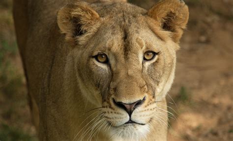 Lion | Smithsonian's National Zoo