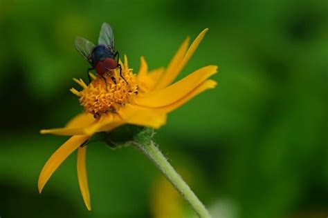 Fly Flower Plant Free Photo On Pixabay Pixabay