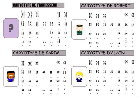 Devoir Maison Svt 3eme Caryotype Ventana Blog