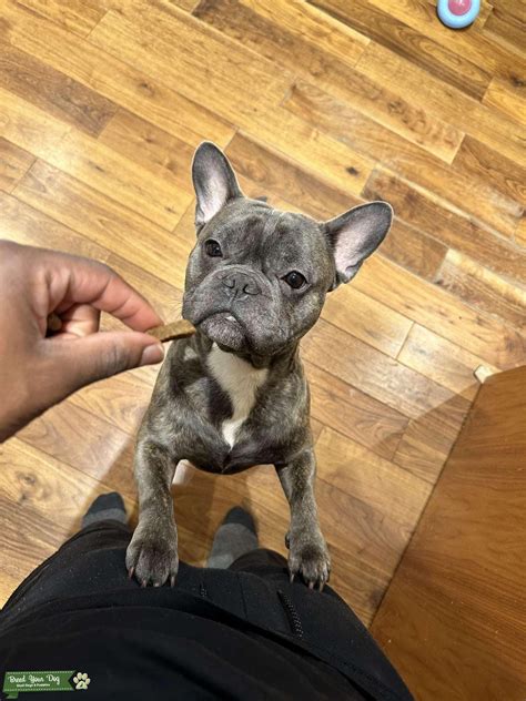 Blue Brindle French Bulldog - Stud Dog in London, the United Kingdom