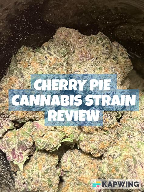 Cherry Pie Cannabis Strain A Detailed Review 420sciencedaily