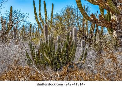 250 Xeric Shrubland Royalty-Free Images, Stock Photos & Pictures