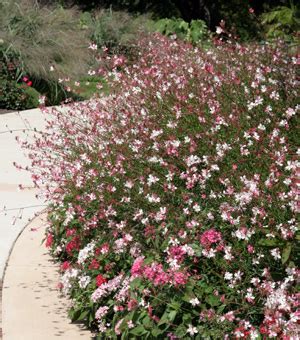 Gaura, Gaura lindheimeri – Wisconsin Horticulture