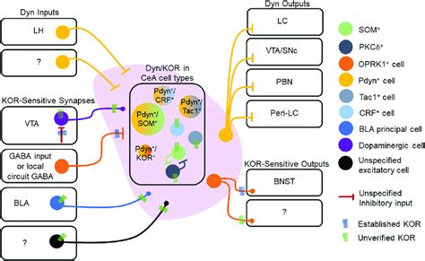 Dynorphinkappa Opioid Receptor Expression In Central Amygdala Cea