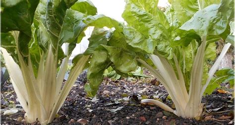 Blette Ou Bette Cardes Soci T Nationale D Horticulture De France