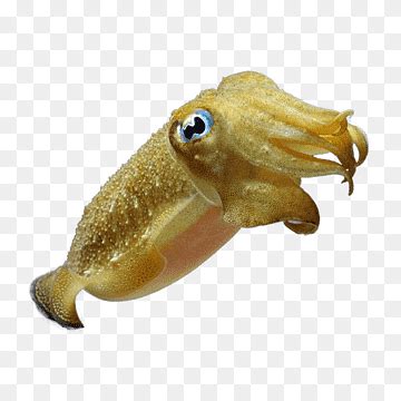 menjangan png images pngwing
