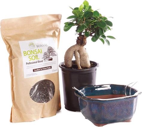 Amazon Brussel S Bonsai Live Gensing Grafted Ficus Bonsai Tree Kit