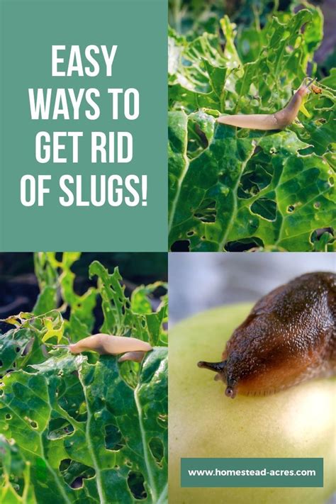 How To Get Rid Of Slugs In The Garden Back Gardener