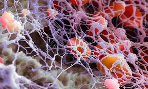 fibrin  interesting facts