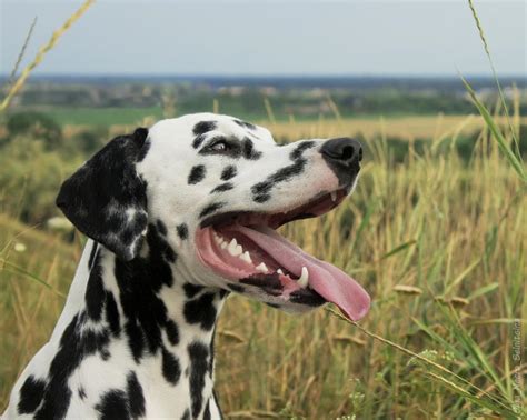 Dalmatian Big Flower Julius Caesar by Olga-Necro on DeviantArt